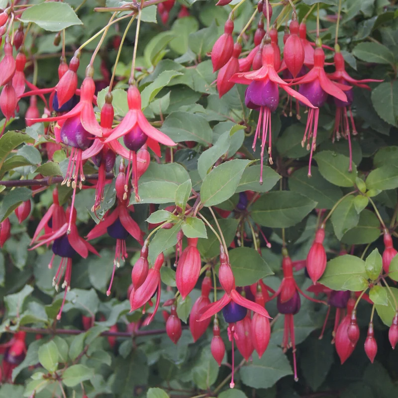 Fuchsia Mrs. Popple