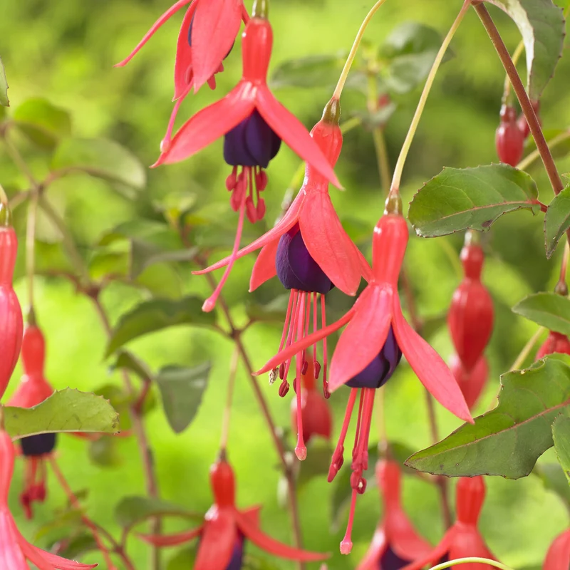 Fuchsia Mrs. Popple