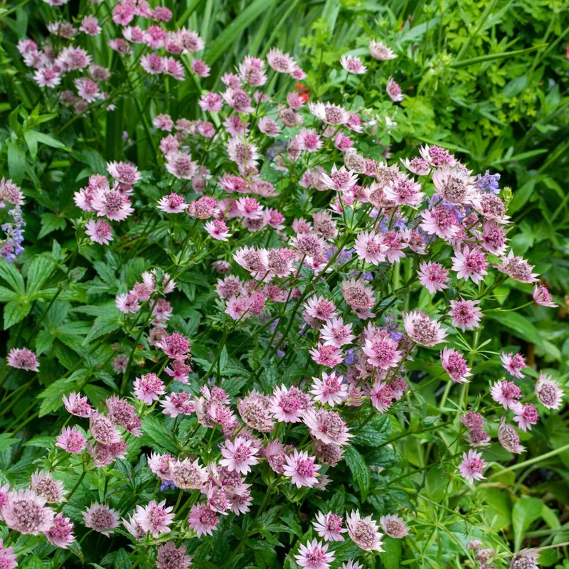 Sterndolde 'Roma'