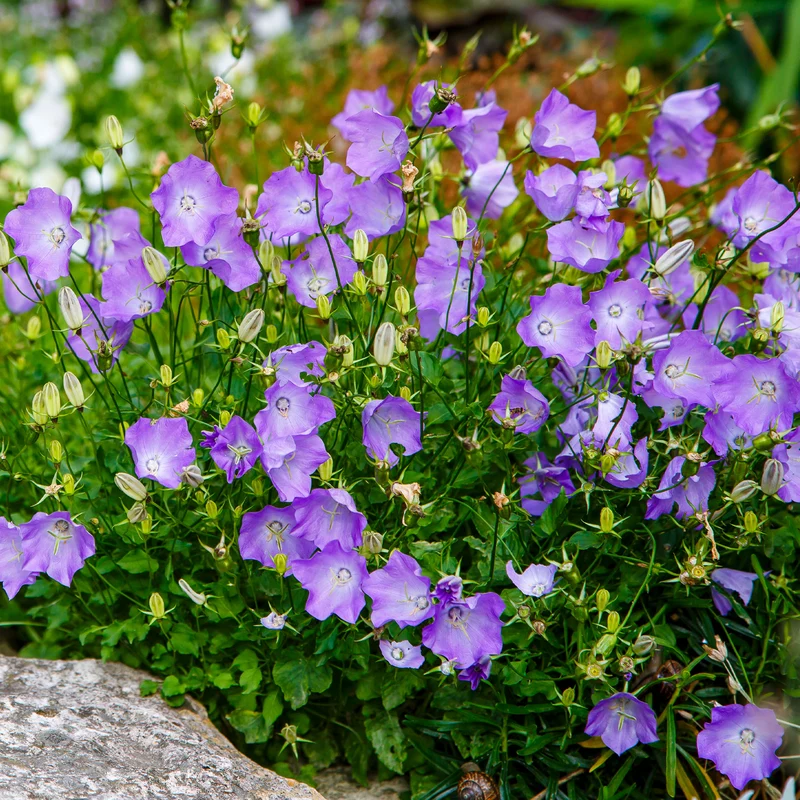 Karpaten-Glockenblume Blaue Clips