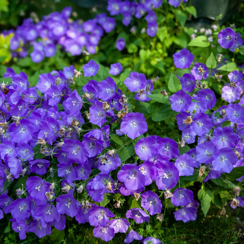 Karpaten-Glockenblume Blaue Clips
