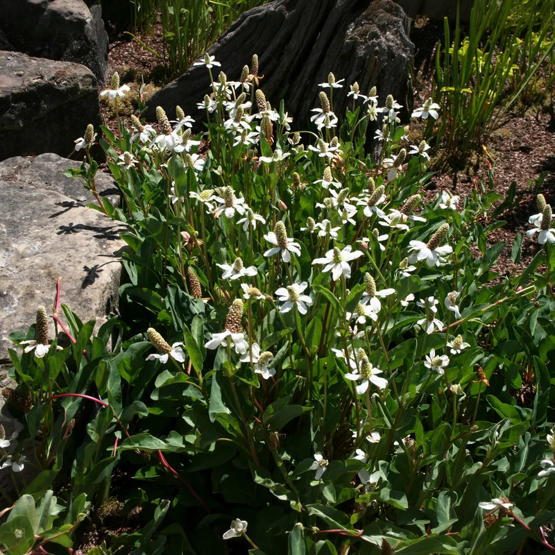 Kalifornische Anemopsis