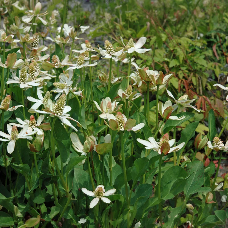 Kalifornische Anemopsis