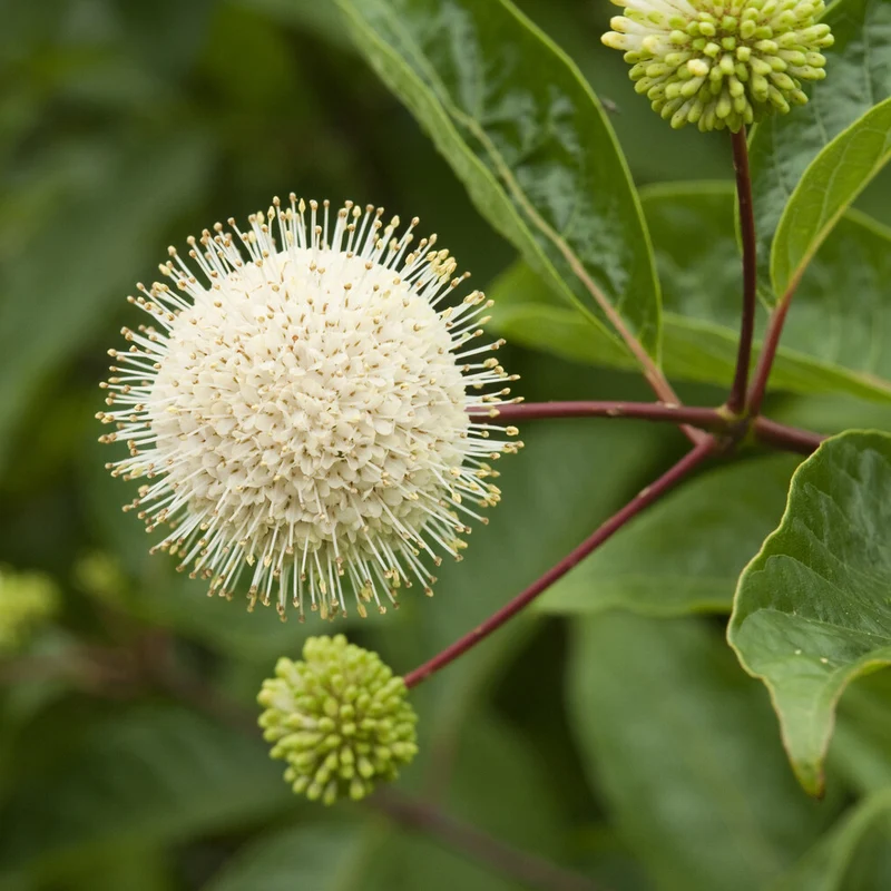 Cephalanthus auf einem Stamm