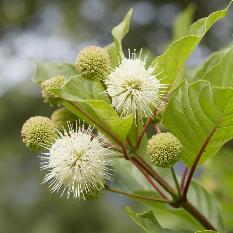 Cephalanthus auf einem Stamm