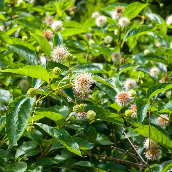 Cephalanthus auf einem Stamm