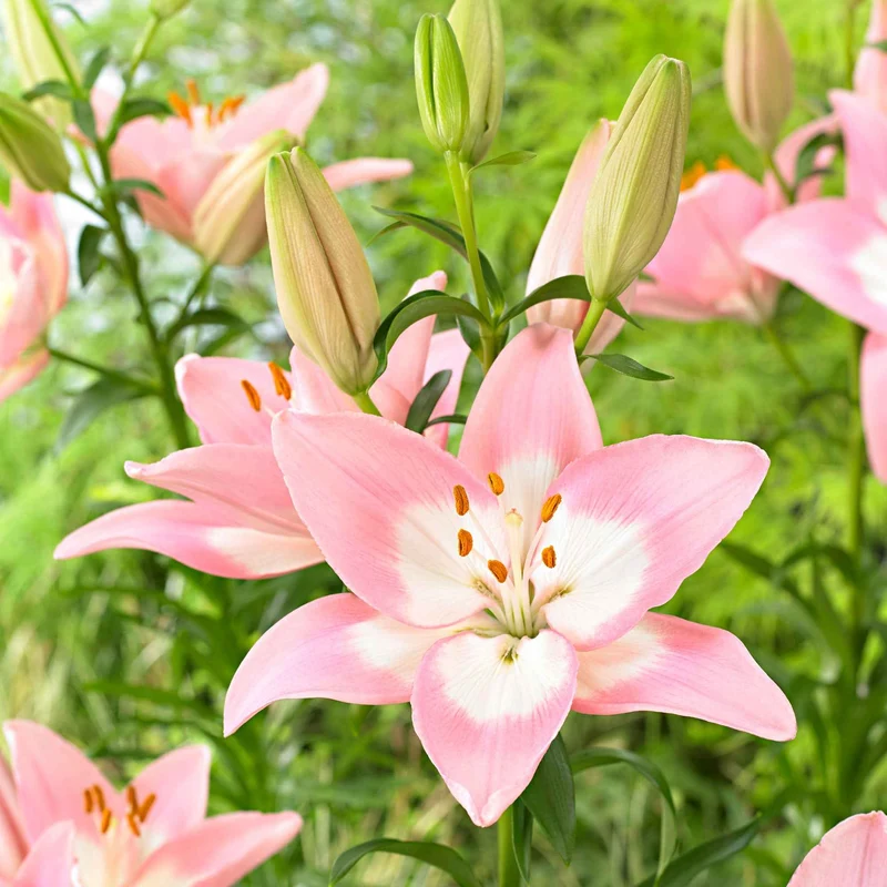 Asiatische Lilie 'Levi'