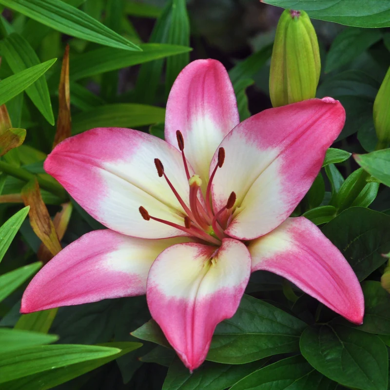 Asiatische Lilie 'Levi'