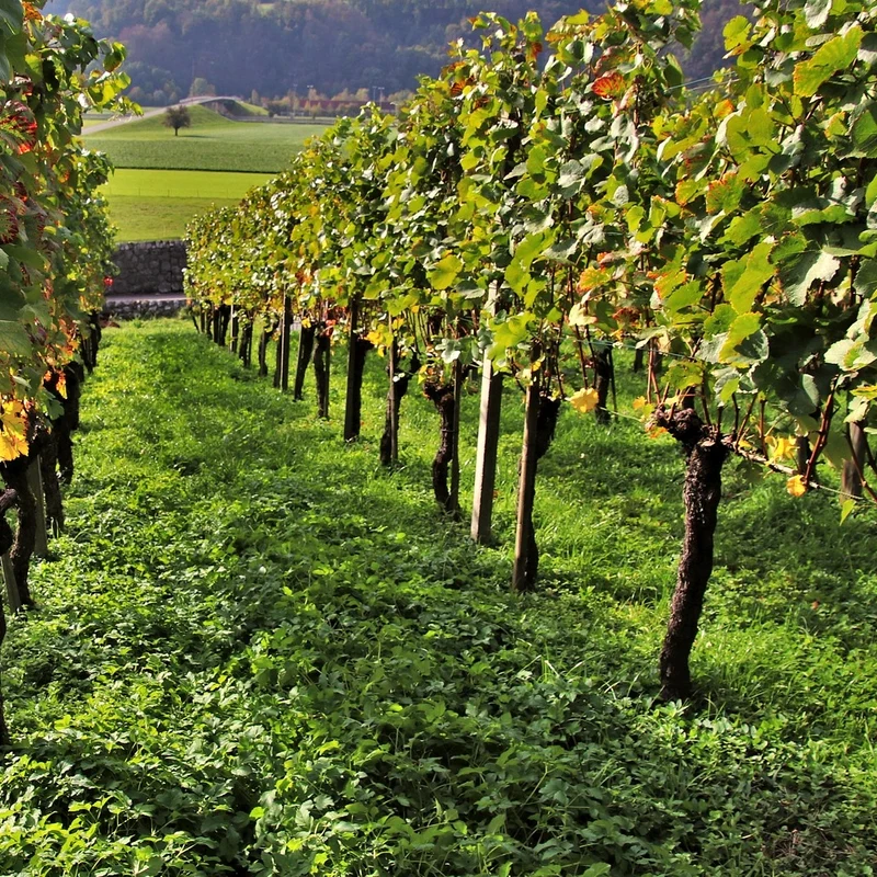 Weinreben-Kollektion ‘Pinot’, ‘Merlot’, ‘Chardonnay’ (x3)