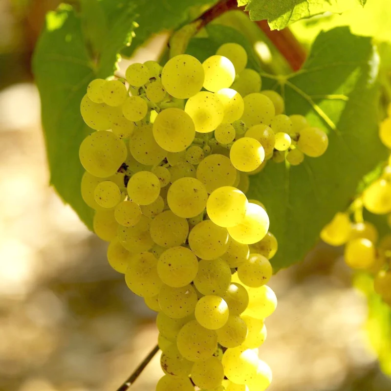 Weinreben-Kollektion ‘Pinot’, ‘Merlot’, ‘Chardonnay’ (x3)