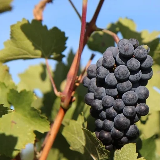 Weinreben-Kollektion ‘Pinot’, ‘Merlot’, ‘Chardonnay’ (x3)