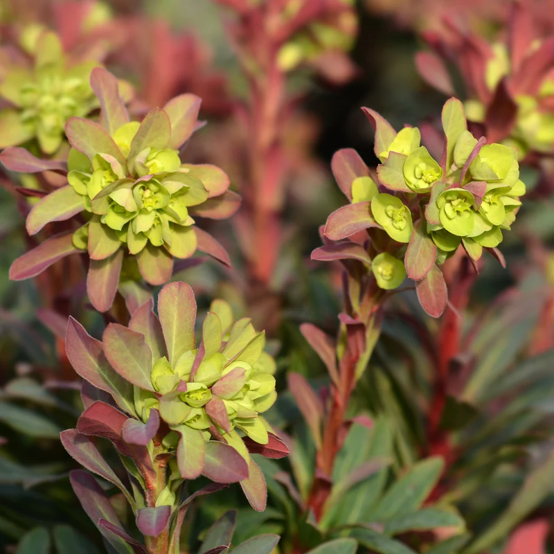 Purpur-Wolfsmilch