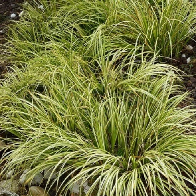 Schmalblättriger Kalmus 'Ogon'