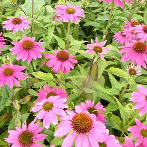 Sonnenhut 'Pow Wow Wild Berry'