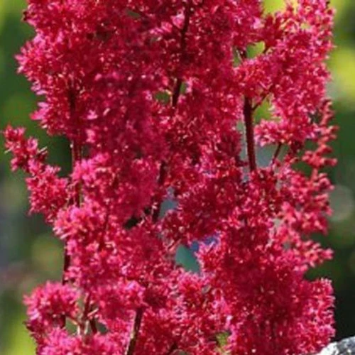 Japanische Astilbe Montgomery