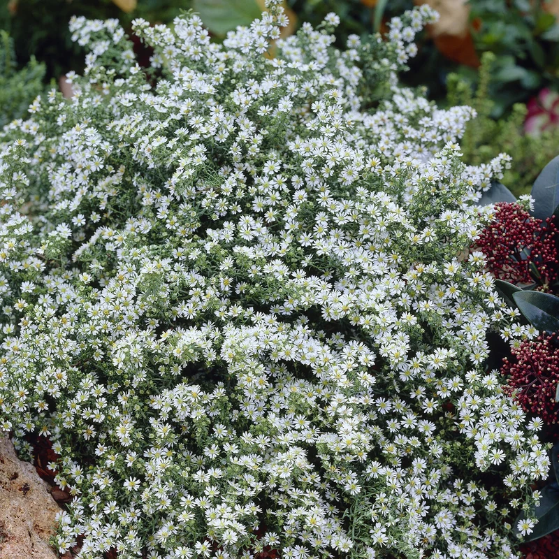 Teppich-Aster 'Snow Flurry'