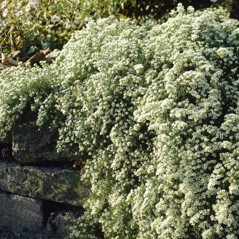Teppich-Aster 'Snow Flurry'