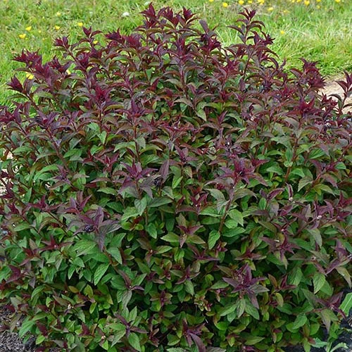 Sommerspiere Merlo® Green