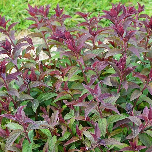 Sommerspiere Merlo® Green