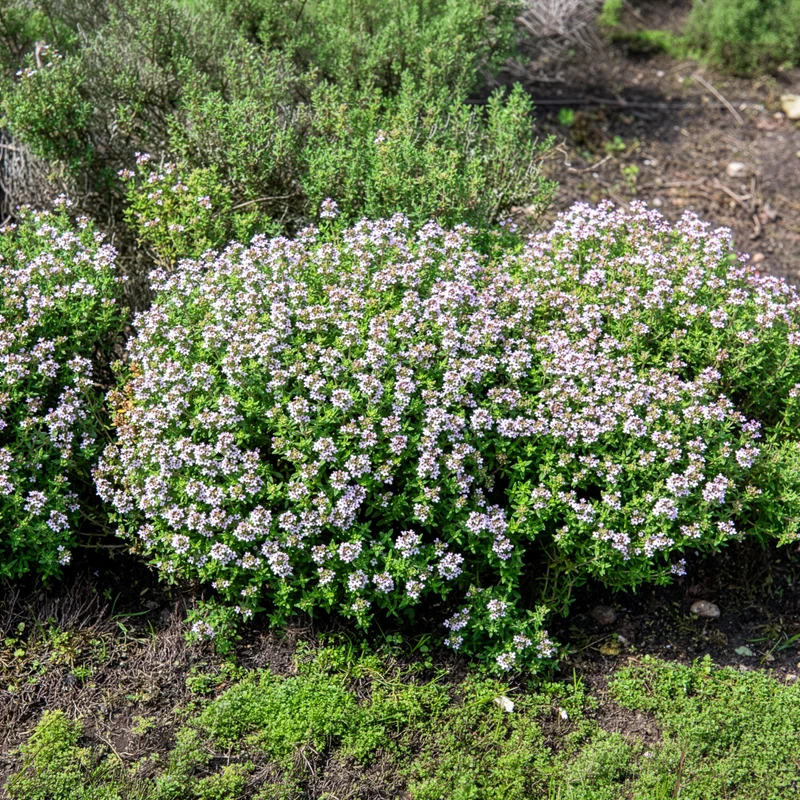 Winterthymian Bio