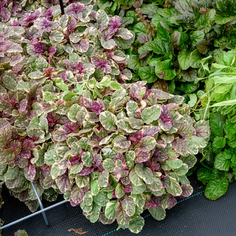 Mehrfarbiger Günsel Burgundy Glow