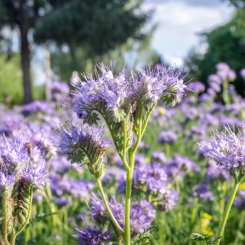Phacelia Bio