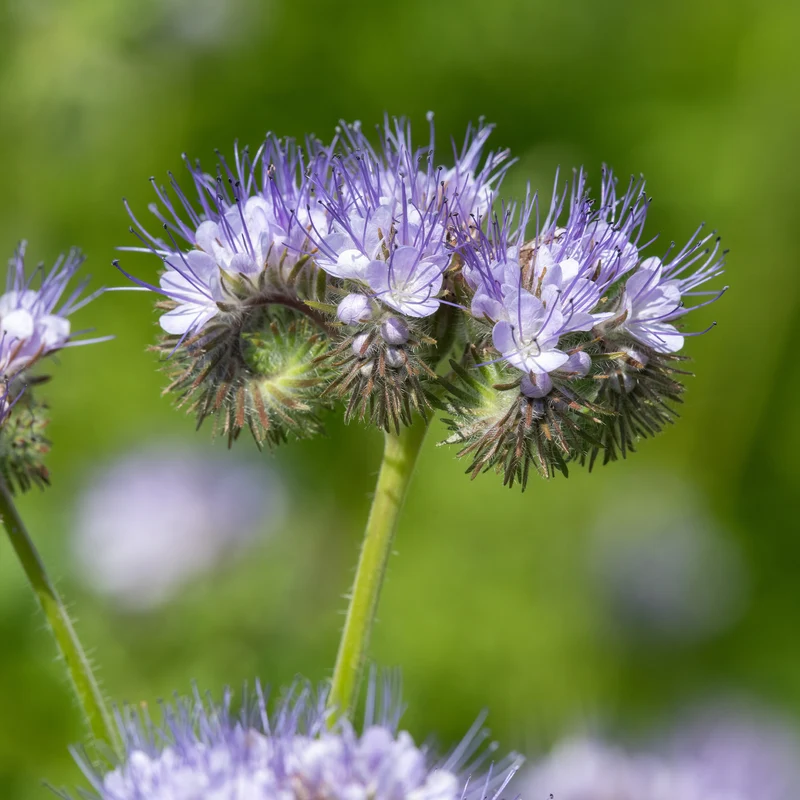 Phacelia Bio