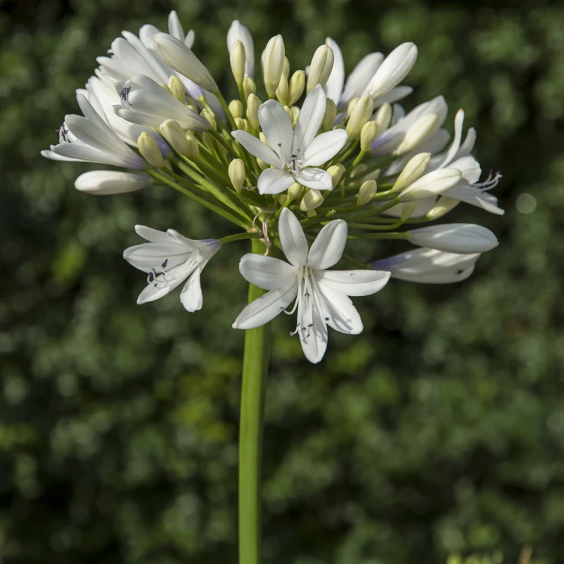 Agapanthus Enigma