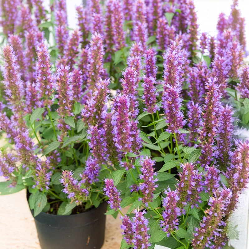 Duftnessel Beelicious Purple