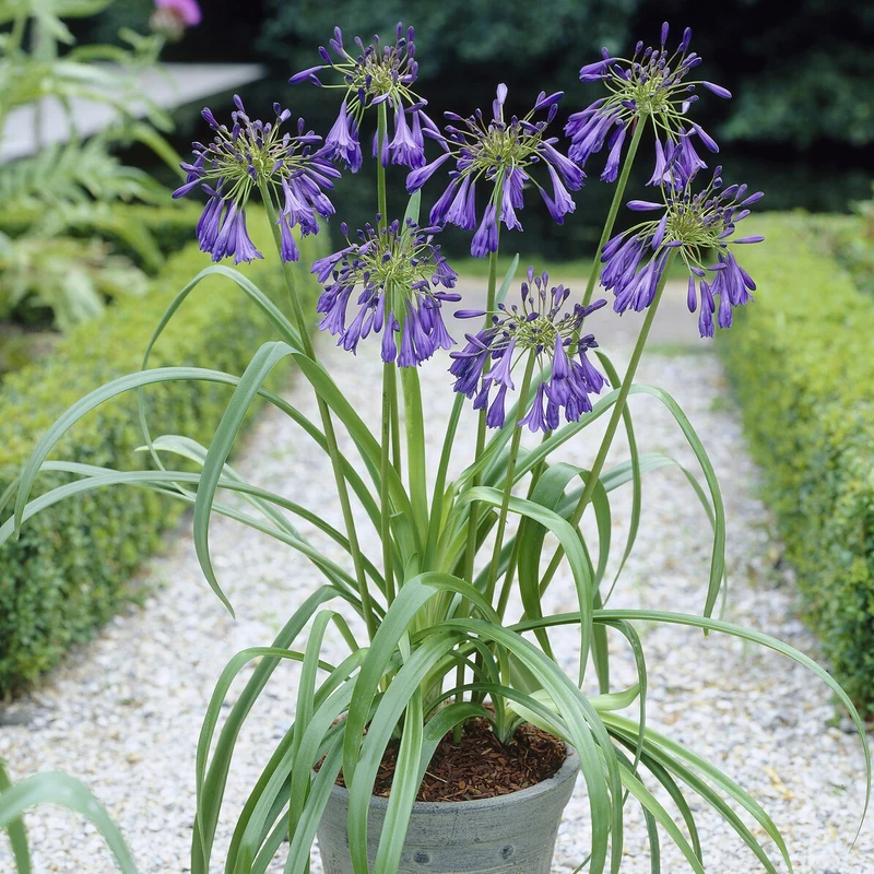 Agapanthus Purple Cloud / Afrikanische Lilie