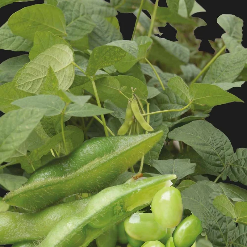 Sojabohne Fiskeby V Edamame