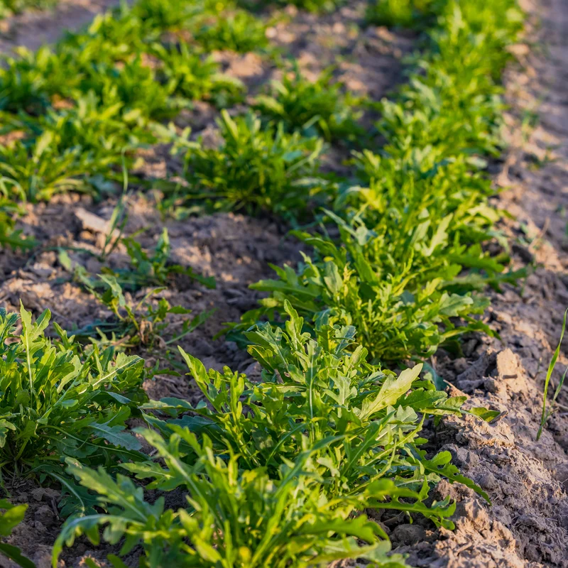Rucola Rocky Wild Bio