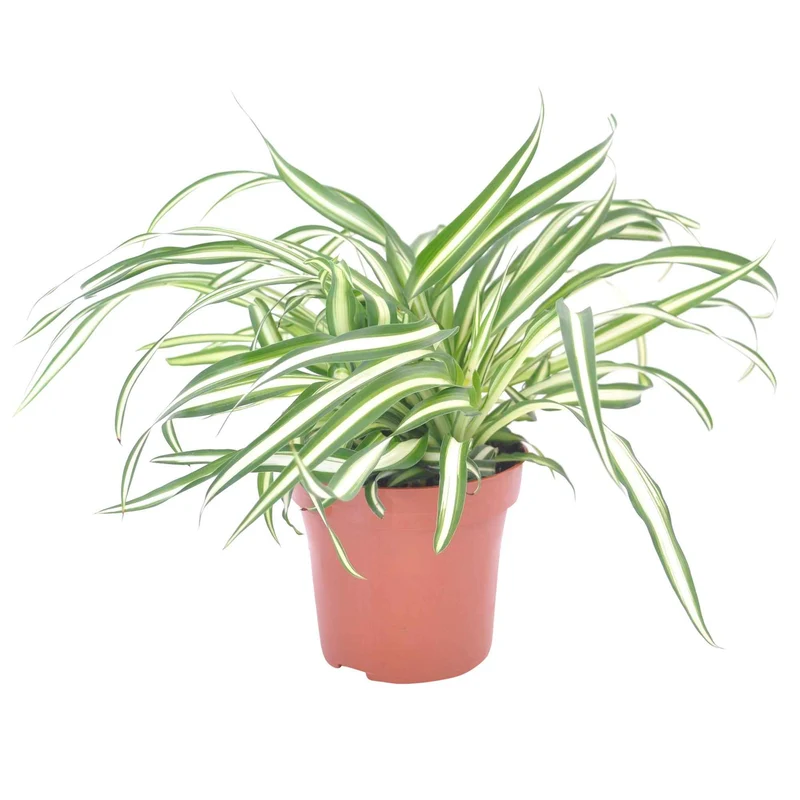 Grünlilie Chlorophytum 'Atlantic'