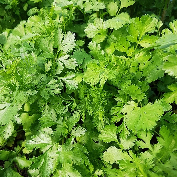 Koriander Coriandrum sativum