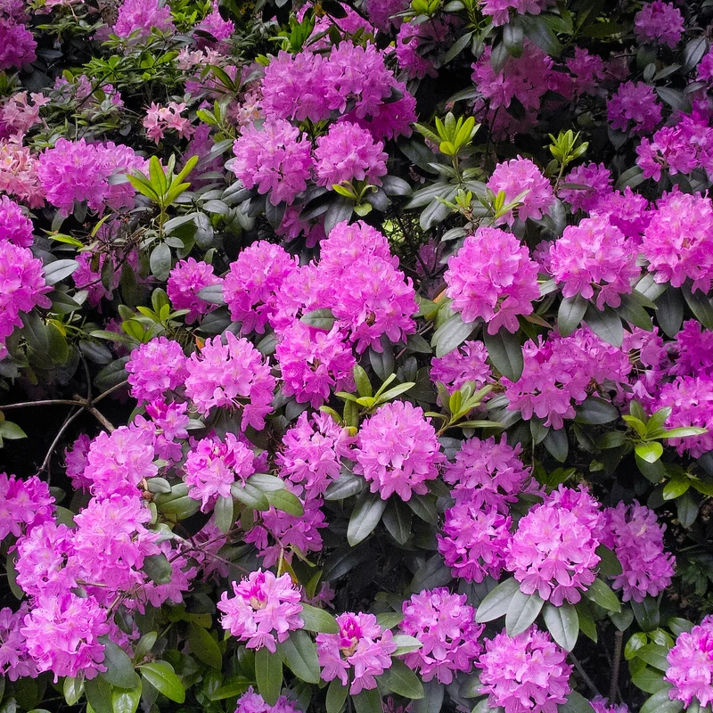 Alpenrose 'Roseum Elegans'