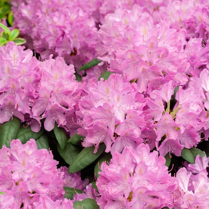 Alpenrose 'Roseum Elegans'