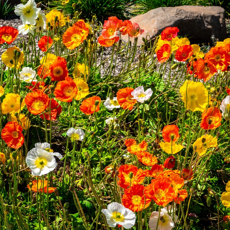 Islandmohn ‘Artist’s Glory’ Mischung