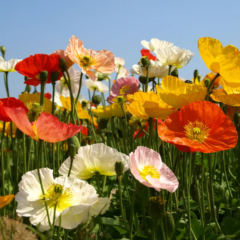 Islandmohn ‘Artist’s Glory’ Mischung
