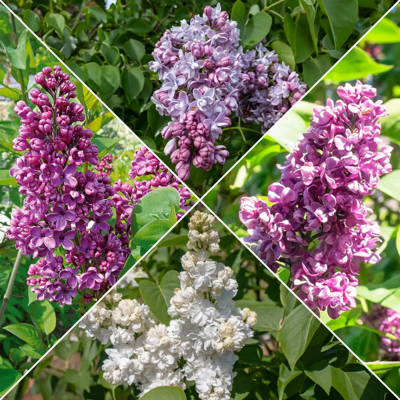 Flieder-Kollektion, doppelt blühend (x4)