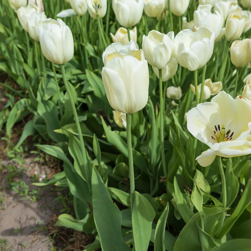 Langstielige Tulpe weiß (x5)