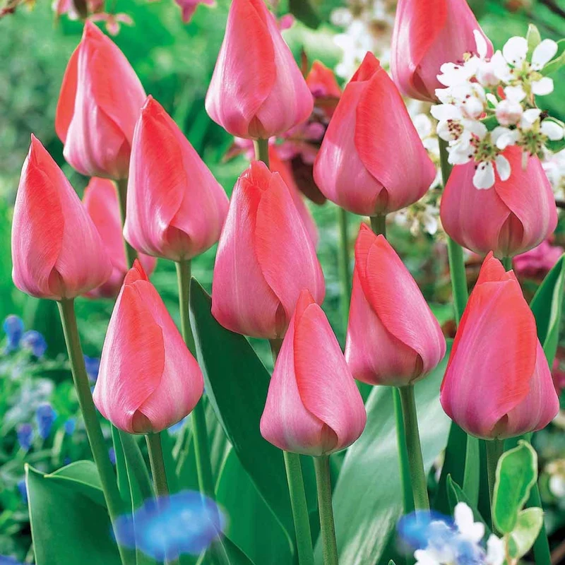 Tulpen 'Van Eijk' (x10)