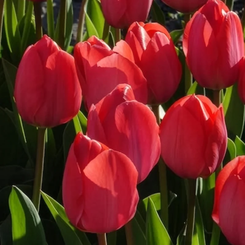 Tulpen 'Van Eijk' (x10)
