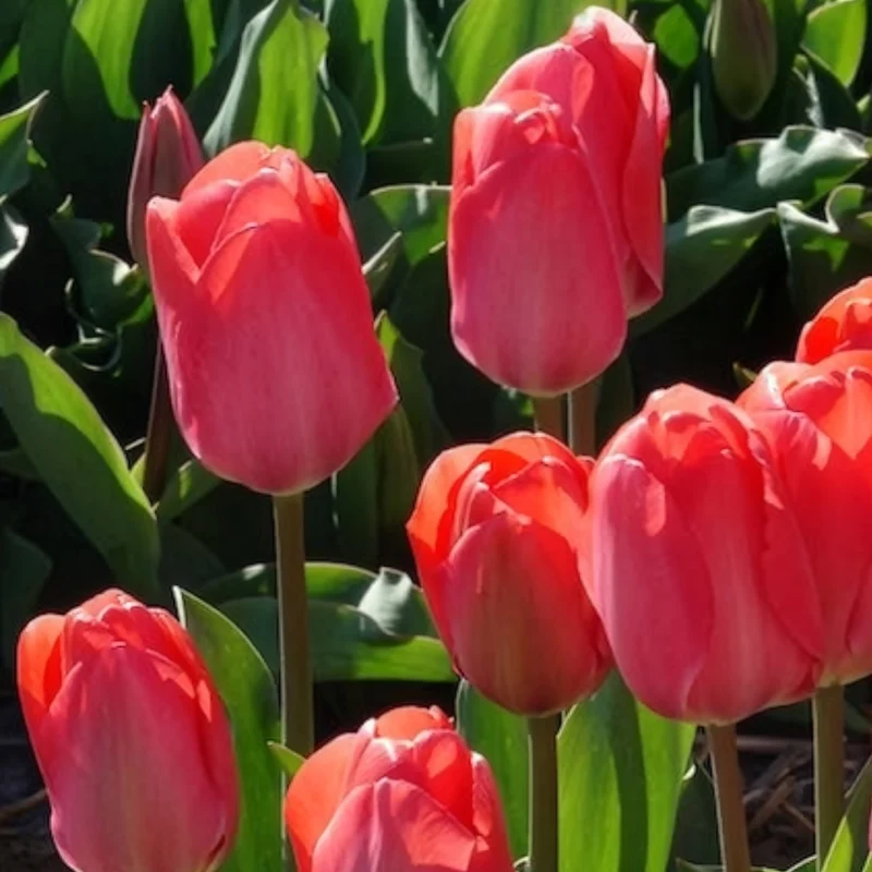 Tulpen 'Van Eijk' (x10)