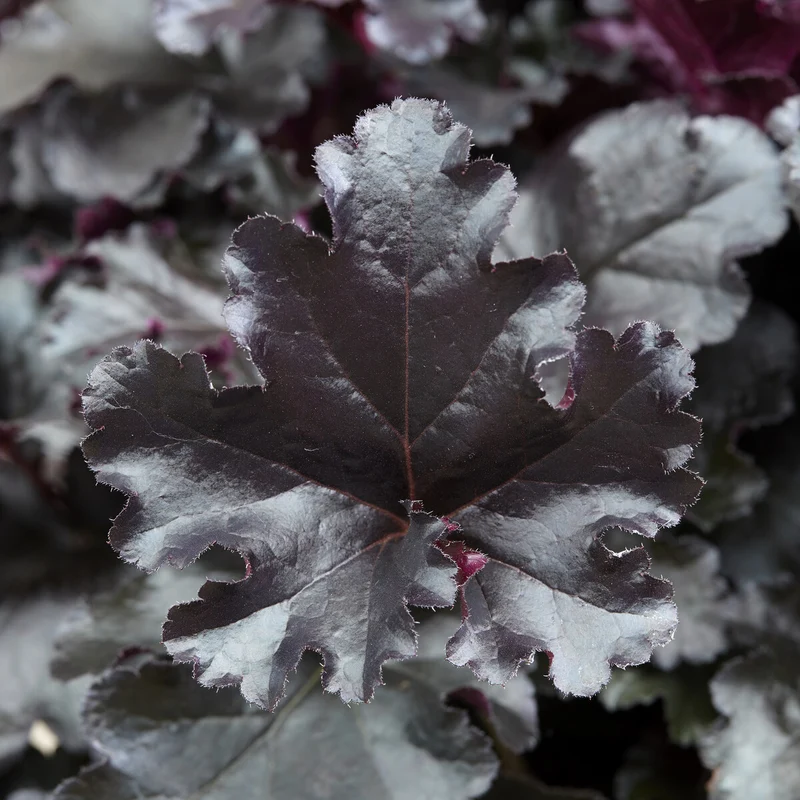 Heuchera Black Pearl