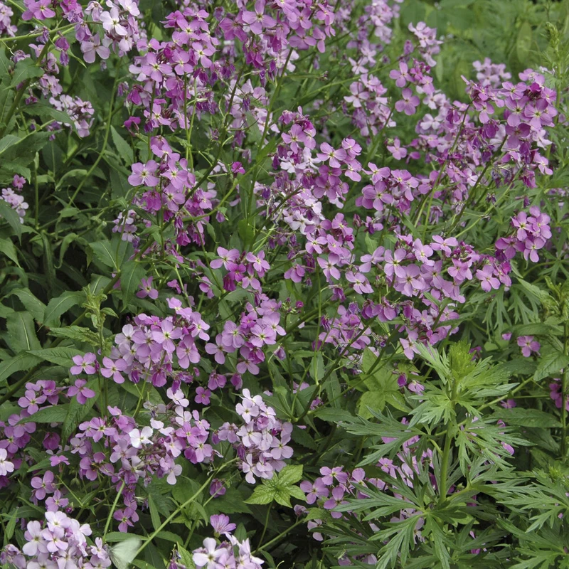Nachtviole