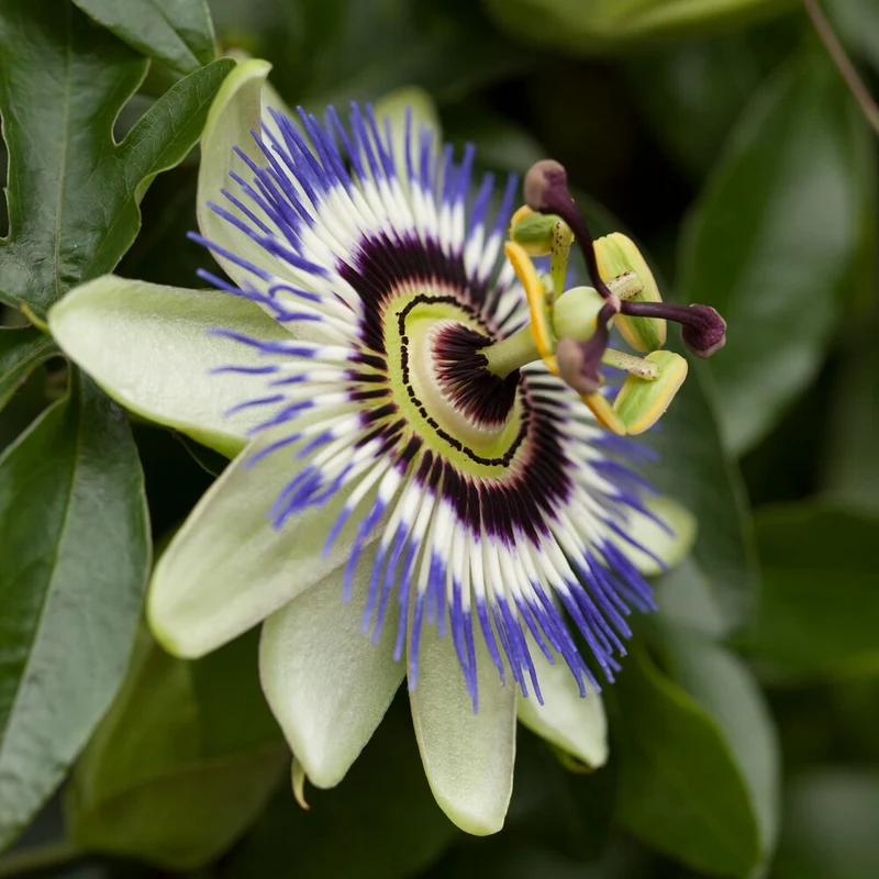Blaue Passionsblume (Samen)