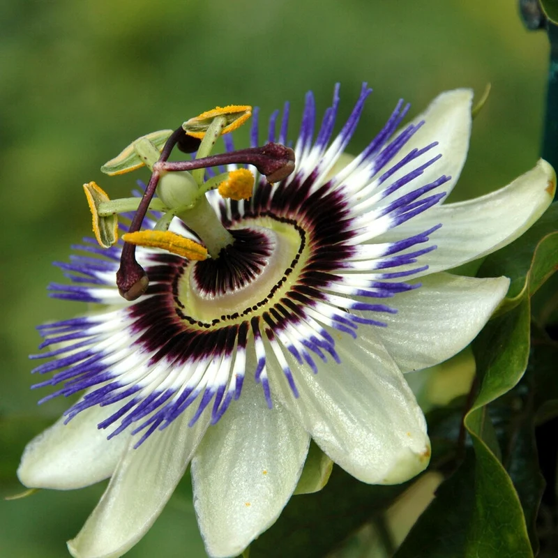 Blaue Passionsblume (Samen)