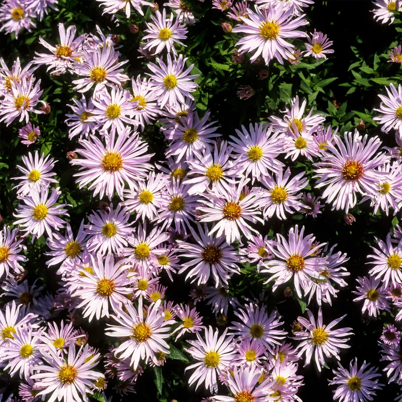 Kissen-Aster 'Silberblaukissen'