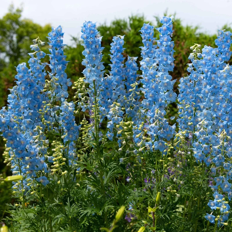 Stauden-Kollektion für naturnahe Beete (x11)