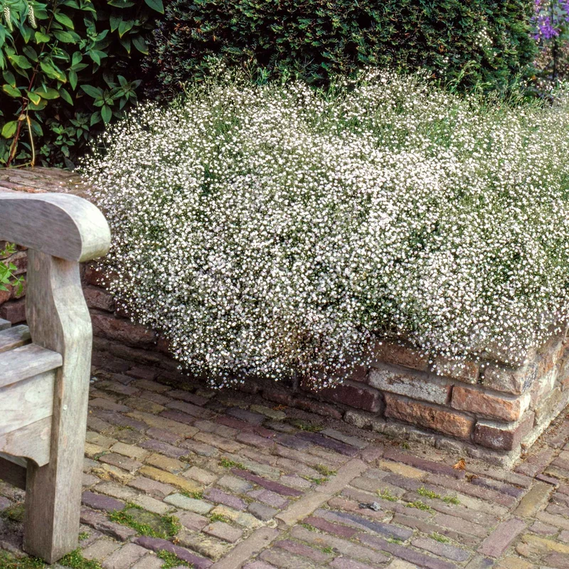 Stauden-Kollektion für naturnahe Beete (x11)